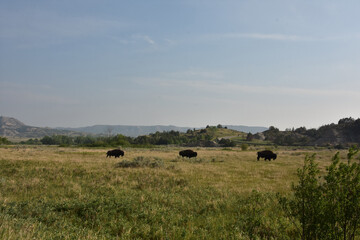 Obraz premium Small Herd of Bison Migrating on the Plains