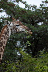 Obraz premium Green leaves hanging from a giraffes mouth