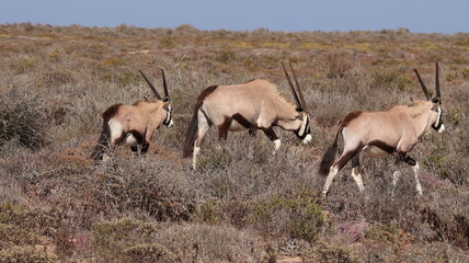 Wildlife Photography captured at Ai-!Ais / Richtersveld Transfrontier Park