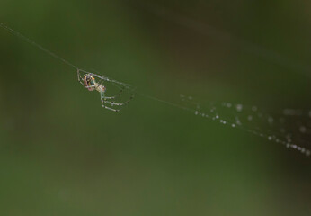 spider