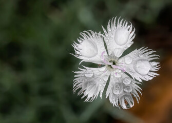 close up of a white flower