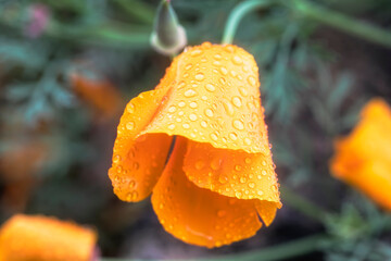 orange flower with dew