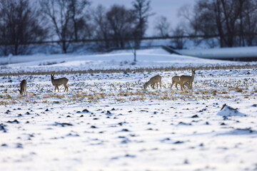 Herd of deer grazing in a snowy field during winter with bare trees in the background