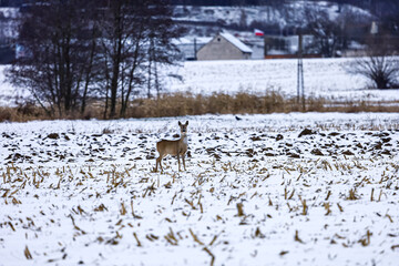 A lone deer stands in a snow-covered field with bare trees and a distant farmhouse