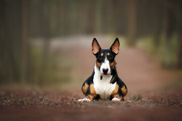 tricolor bull terrier dog lying down in the forest