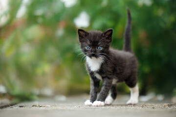 black tuxedo kitten standing outdoors