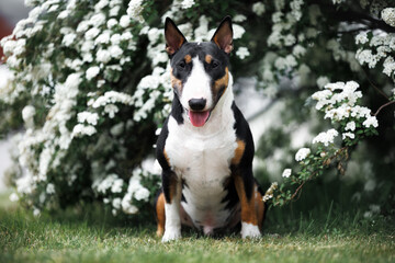 happy miniature bull terrier dog sitting in a blooming bush