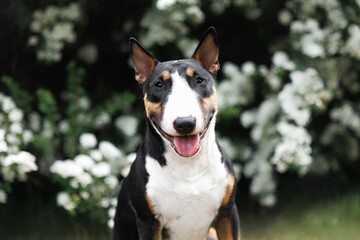 happy miniature bull terrier dog portrait outdoors in summer