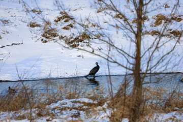A solitary cormorant stands in shallow water near a snow-covered bank