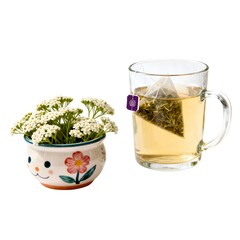 Yarrow herbal tea in the glass mug and fresh Yarrow herb flower in a bowl 
