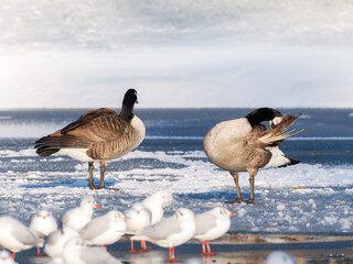 Bernaches du Canada (Branta canadensis) sur plan d’eau gelé en hiver, groupe d’oiseaux...