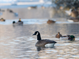 Fototapeta premium Bernache du Canada (Branta canadensis) nageant seule sur un plan d’eau hivernal, ambiance paisible avec arrière-plan flou et faune aquatique en second plan