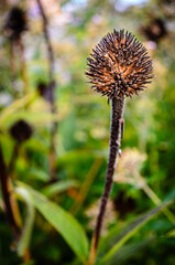 Close-up of a fall black thistle head with an orange glow