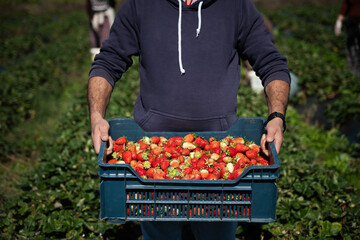 Farm worker carrying crate filled with freshly picked organic strawberries in a field, harvesting ripe red fruits during agricultural season for local market supply