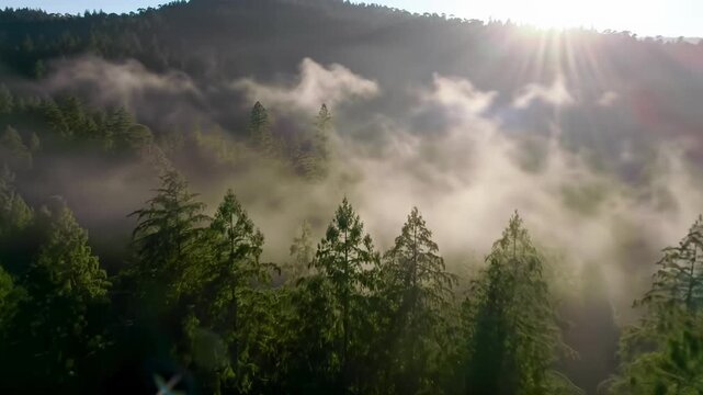 Aerial drone tracking video of a vast, ancient temperate rainforest canopy in emerald and jade hues, shrouded in pearlescent morning mist with golden hour God rays. Serene nature concept