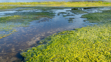 overgrown sandbars on the Dismal River in Nebraska Sandhills at Nebraska National Forest