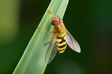 Große Schwebfliege, Gemeine Garten-Schwebfliege (Syrphus ribesii) Männchen auf einem Grashalm - Sulz am Neckar, Deutschland