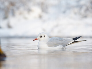Obraz premium Mouette rieuse (Chroicocephalus ridibundus) en plumage internuptial posée sur une eau gelée en hiver