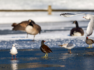 Mouettes rieuses (Chroicocephalus ridibundus) regroup&eacute;es sur un plan d&rsquo;eau gel&eacute; en milieu urbain en hiver