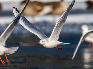 Fototapeta premium Mouettes rieuses (Chroicocephalus ridibundus) regroupées sur un plan d’eau gelé en milieu urbain en hiver