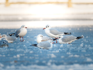 Obraz premium Mouettes rieuses (Chroicocephalus ridibundus) regroupées sur un plan d’eau gelé en milieu urbain en hiver