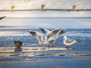 Fototapeta premium Mouettes rieuses (Chroicocephalus ridibundus) regroupées sur un plan d’eau gelé en milieu urbain en hiver