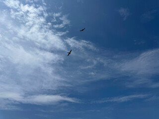 Obraz premium Blue sky, clouds, swallows.