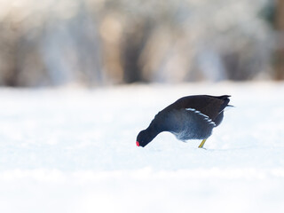 Gallinule poule-d’eau observée en hiver, marchant et se nourrissant sur la neige et la glace en...