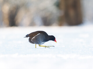 Gallinule poule-d’eau observée en hiver, marchant et se nourrissant sur la neige et la glace en...