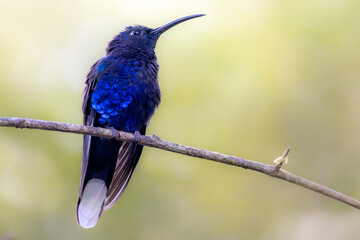 The violet sabrewing (Campylopterus hemileucurus) is the largest hummingbird found in Costa Rica, with a beautiful metallic violet blue sheen