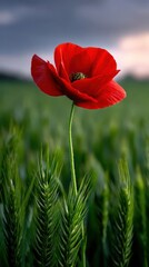 Naklejka premium Vibrant Red Poppy Flower in a Lush Green Wheat Field