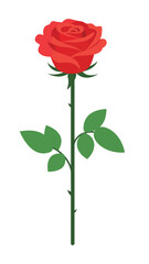 Beautiful red rose flower with long green stem and leaves vector illustration isolated on white background