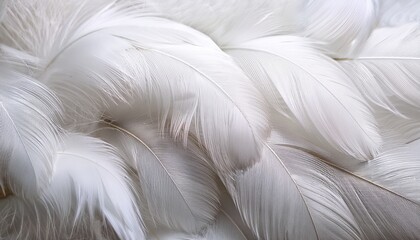 closeup white feathers background for calm concept elegant white feathers create a soft delicate texture and feel