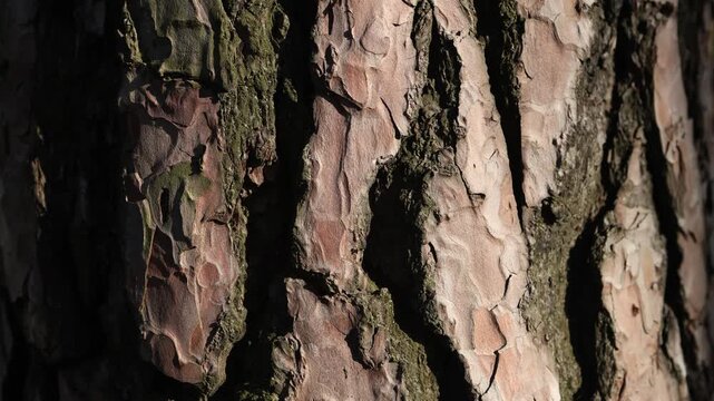 close-up of coniferous tree bark, texture