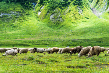 Fototapeta premium sheep grazing in mountain field. a flock of sheep grazing, organic farming or animal husbandary