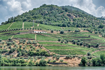 Vineyard On A Hill Near Pinhao