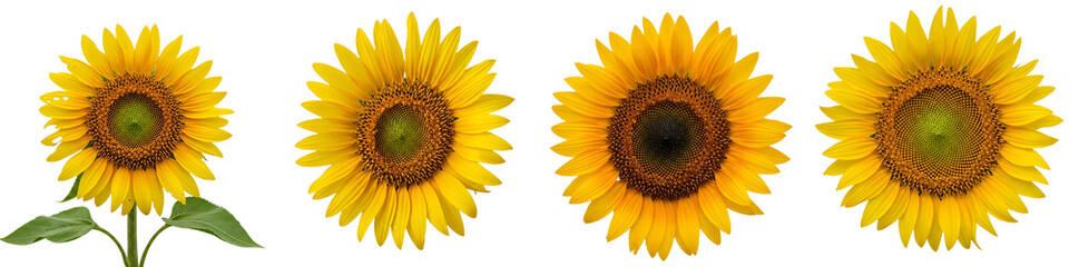 set of sunflowers isolated on high quality HQ 4k 8k high resolution stock photo PNG....file