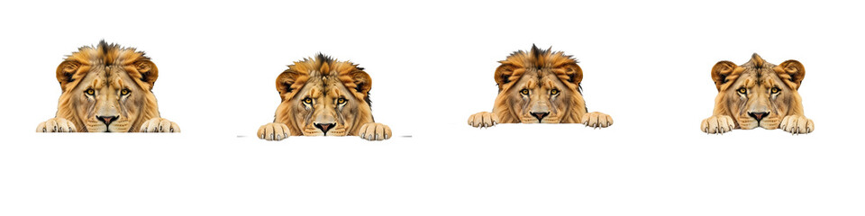 set of animal king of the jungle portrait of line 4 set high quality PNG file stock imgae...