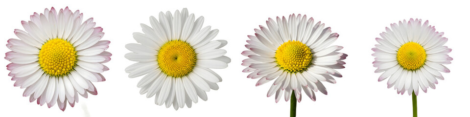 set of flower Bellis perennis chamomile  isolated on white PNG Background stock image high quality file .