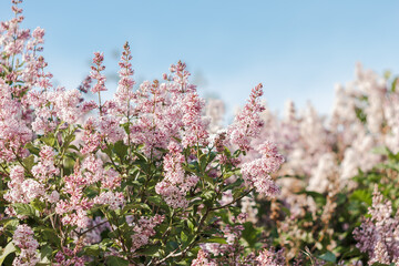 Vibrant lilac (Syringa vulgaris) blooming under a bright blue sky. The dense clusters of fragrant...