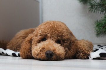 Serene Poodle Looking Directly At Camera Indoors, Tranquil Dog Gazes Straight Ahead In Cozy Indoor Setting