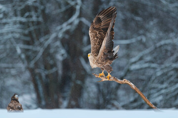 Seeadler Close Up