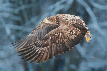 Seeadler Close Up