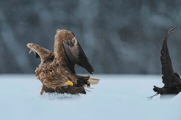 Seeadler Close Up
