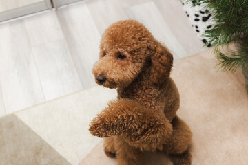 Focused And Lively Brown Poodle Executes Learned Trick On Carpet While Paying Attention To Handler