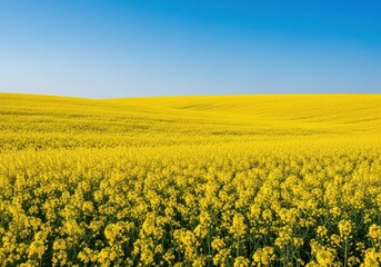 Fototapeta premium Expansive scenic view of bright yellow rapeseed crops stretching to the horizon beneath a beautiful clear blue sky during the growing season, farming, crop, cultivation