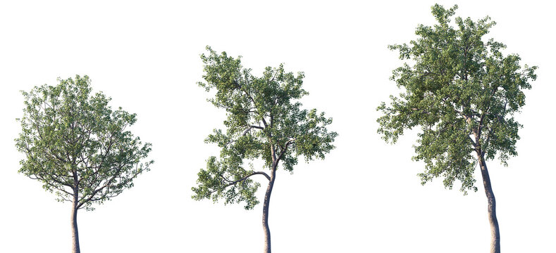 Set of European aspen (Populus tremula, common aspen, Eurasian aspen) frontal street trees isolated png on a transparent background perfectly cutout