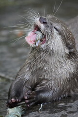 Otter am Fressen 1
