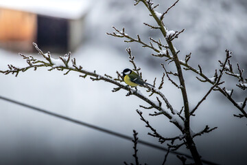 Kohlmeisen im Winter 