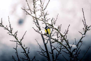 Kohlmeisen im Winter 